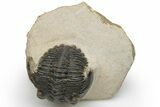 Detailed Hollardops Trilobite - Excellent Eye Detail #229705-3